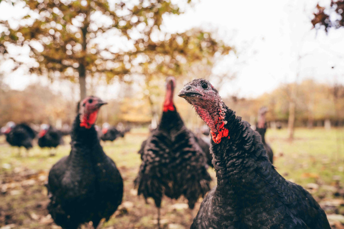 Why 2026 Is the Year of the Turkey
