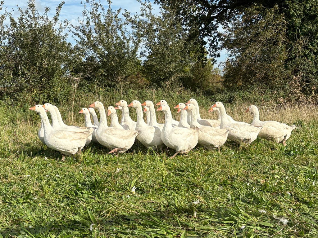 Free Range Suffolk Goose