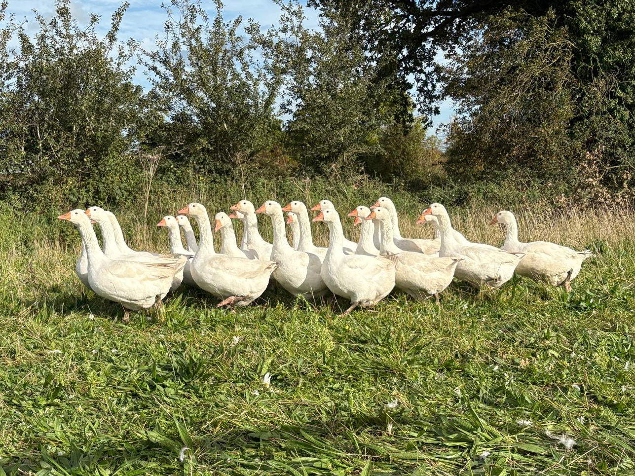 Free Range Suffolk Goose