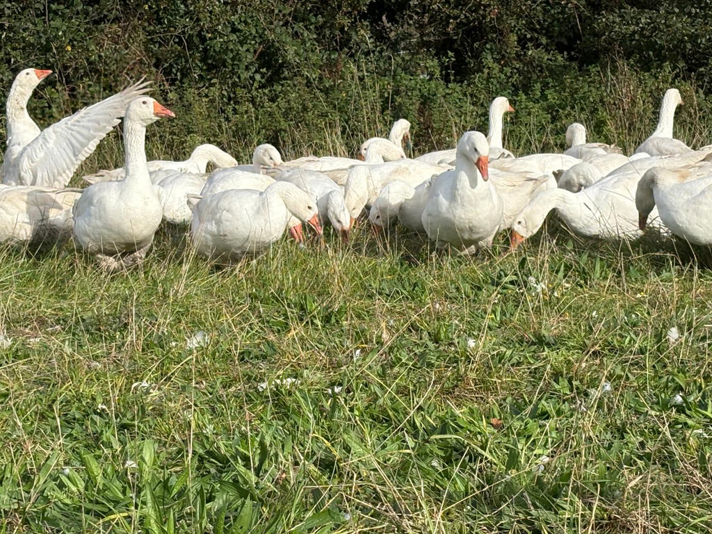 Free Range Suffolk Goose