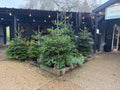 Christmas Trees