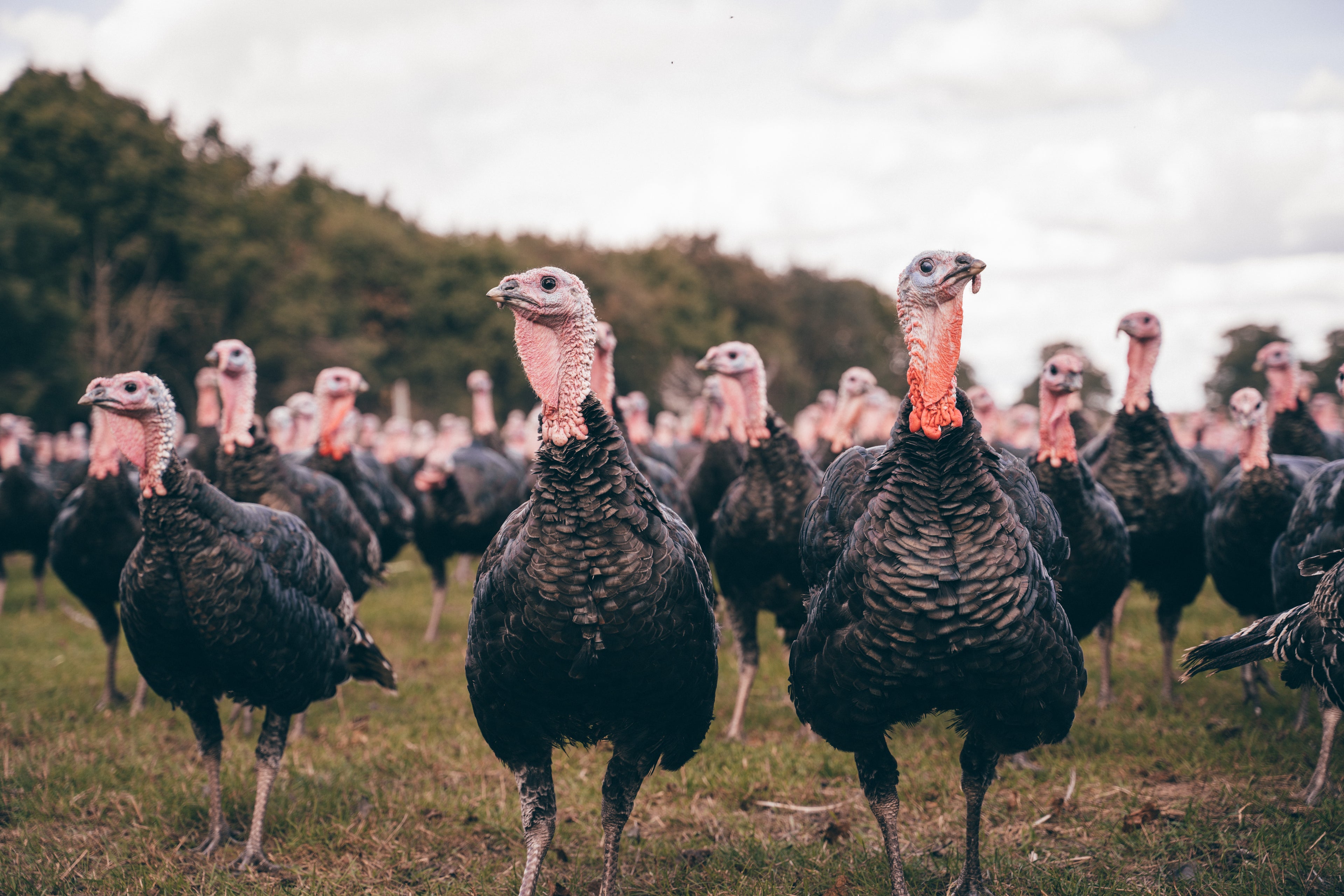 KellyBronze Christmas Turkey Crown