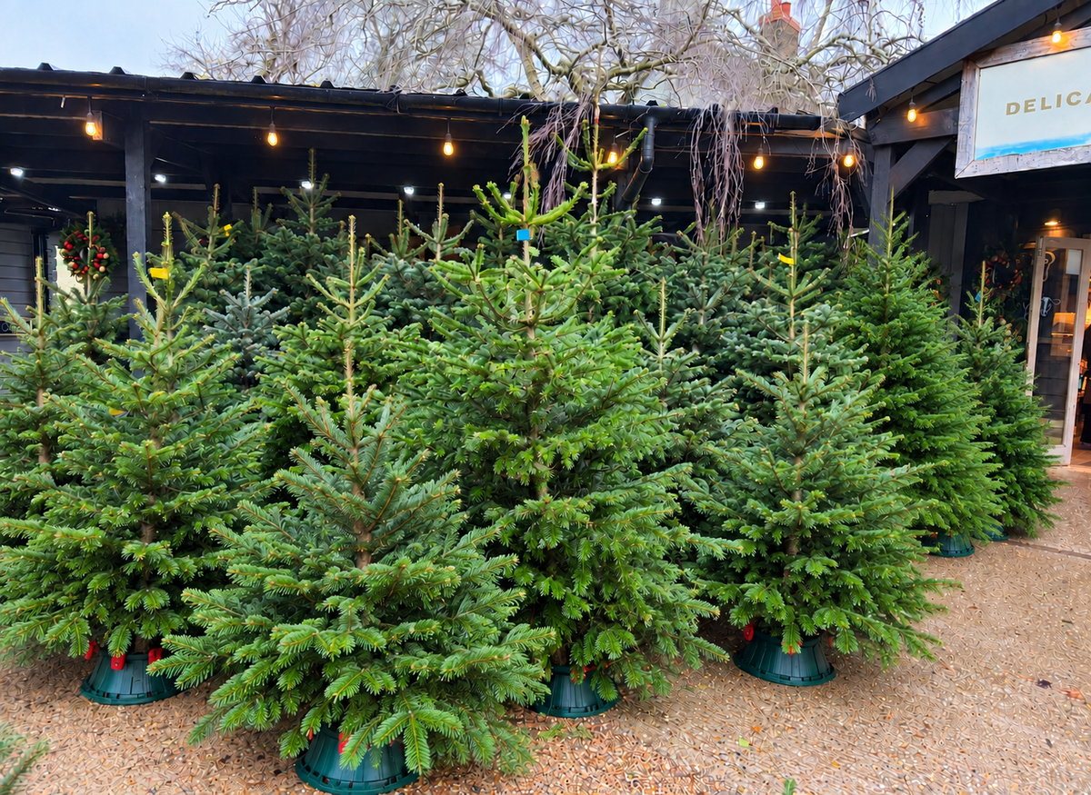 Christmas Trees